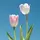 Tulip Studio
