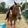 kj.equine