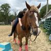 kj.equine-avatar