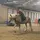 L&PONIES