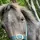 I_love_horses🤭