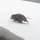 OpossumLord