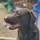 Chronically_Labrador
