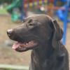 Chronically_Labrador-avatar