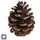 Pine cone