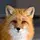 Un_renard_roux🦊