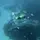 shark n