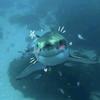shark n-avatar