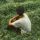 WASIF 