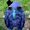 POP-avatar