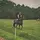 Amber.equi