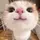 YSZ. ᶻ⁷