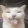 Zach the kitty