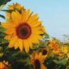 sunflower -avatar