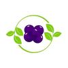 blueberry template -avatar