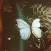 butterfly -avatar