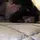 glyy
