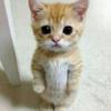 meow 😻-avatar