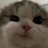Cat [LDR]-avatar