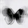 butterfly [AP]-avatar