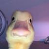 duck ⭐️-avatar