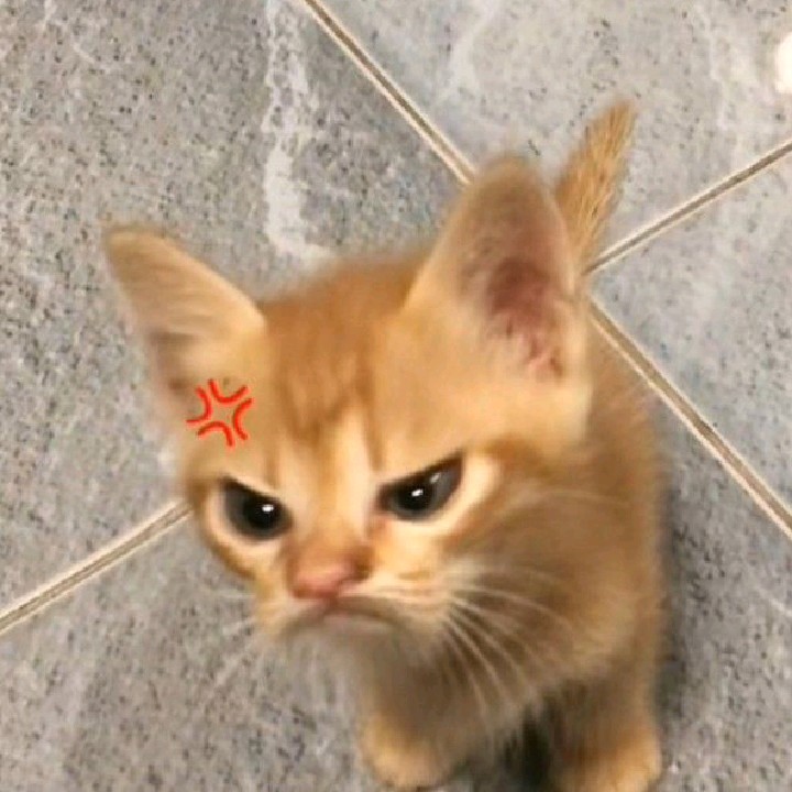 CapCut_angry cat filter