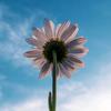 Sun_Flower[SHL]🌼-avatar