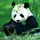 panda story'