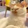 CAPCAT(ไม่ดังหลอก)