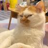 CAPCAT(ไม่ดังหลอก)-avatar