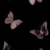 butterfly.mlt (RACA)-avatar