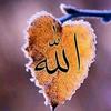@allah_allah800-avatar