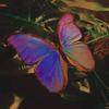 butterflysly-avatar