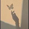 papillon 🦋 &-avatar