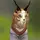 sad_Lynx