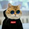 coll_cat[VPN]-avatar