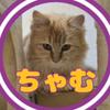 保護猫チャムの日記-avatar