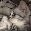 kitty iyah-avatar