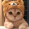 KucingOyen [LDR]-avatar