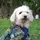 Rory, the Toy Poodle