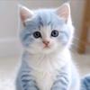 Kitten Mitten-avatar