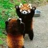 the red panda-avatar