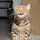 meow