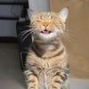 meow-avatar