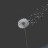 Dandelions_[AR]-avatar