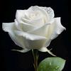 white rose-avatar