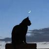 zara_the_cat-avatar