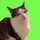 igreenscreen