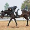 ella.harris_eventing-avatar