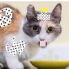 -⃝⃤Spot.The.Calico -⃝⃤-avatar